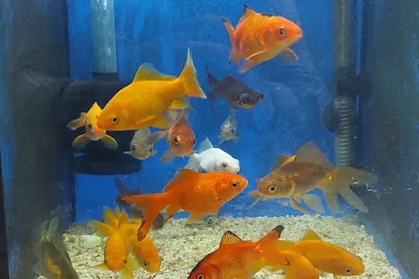 Şansli patiler petshop - Resim 10