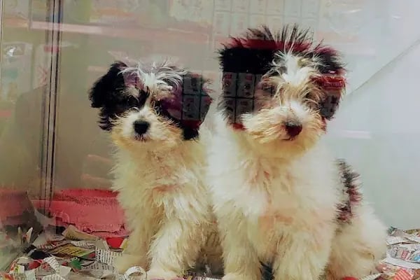 Şansli patiler petshop - Resim 4
