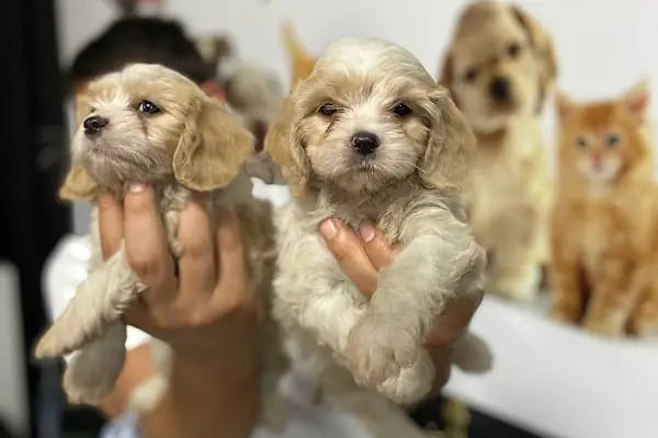 Şansli patiler petshop - Resim 7