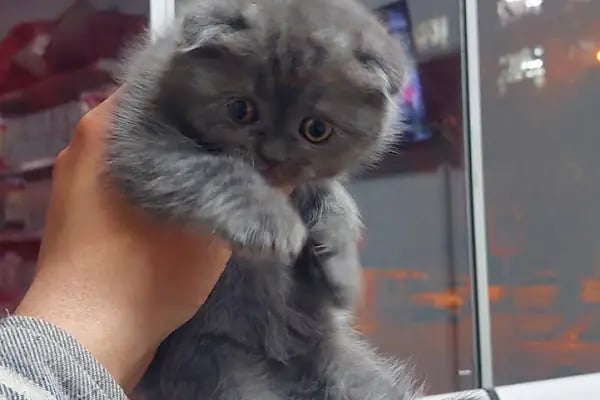 Şansli patiler petshop - Resim 9