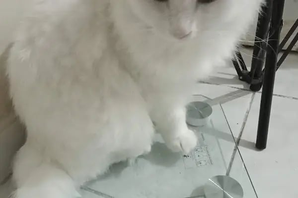 Setbaşı Veteriner 7/24 nöbetçi acil - Resim 15