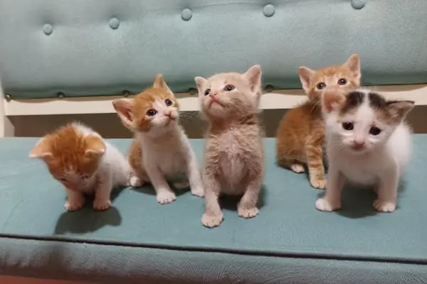 Şirinevler Veteriner Kliniği - Resim 3