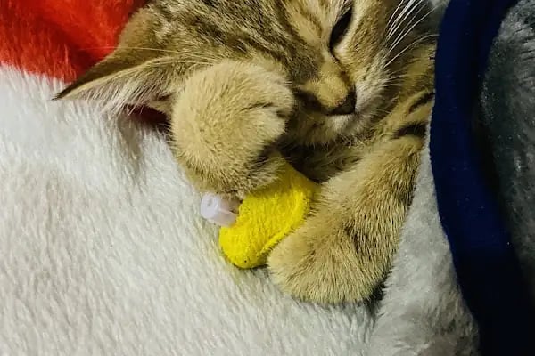 Şirinevler Veteriner Kliniği - Resim 15