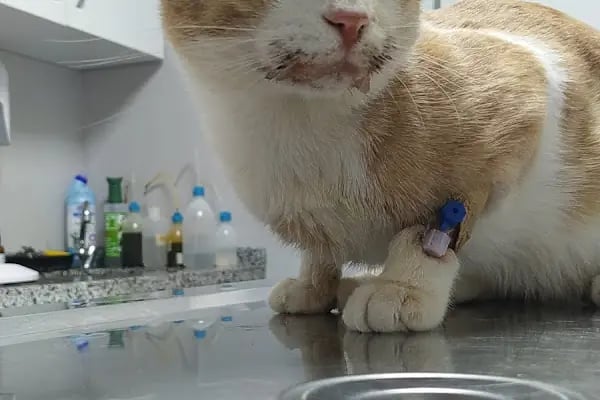 Şirinevler Veteriner Kliniği - Resim 7