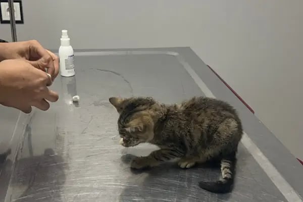 Şirinevler Veteriner Kliniği - Resim 18