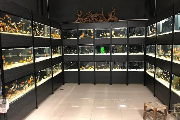 Emirhan akvaryum&amp;petshop - Resim 13