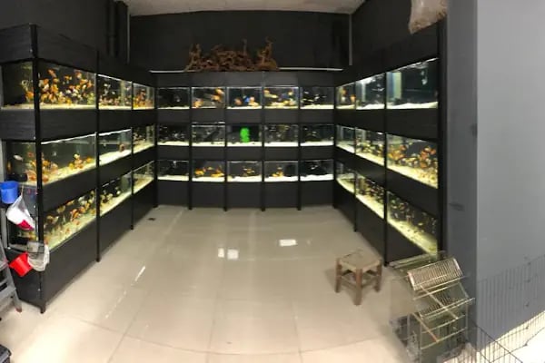 Emirhan akvaryum&amp;petshop - Resim 18