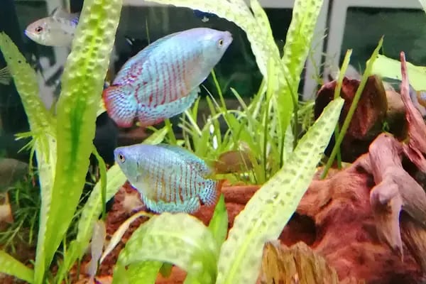Hobby Akvaryum - Resim 10