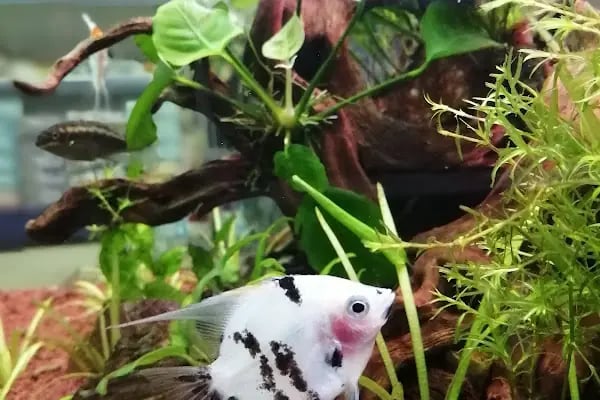 Hobby Akvaryum - Resim 5