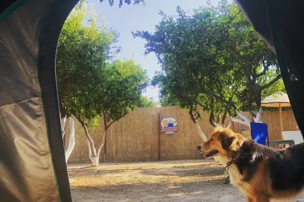 Mandalin Camping - Resim 16