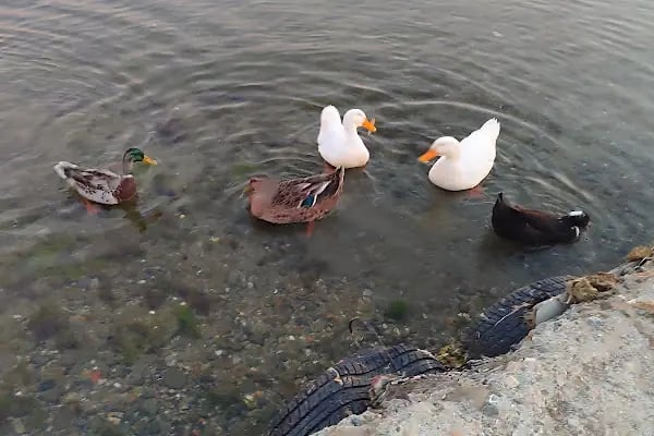 Küçük Kumla Deniz park - Resim 3