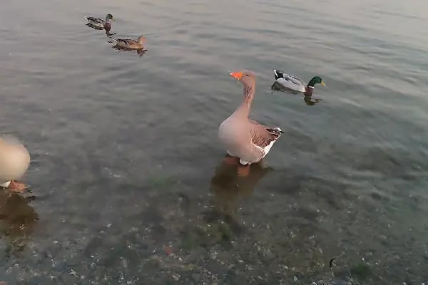 Küçük Kumla Deniz park - Resim 4