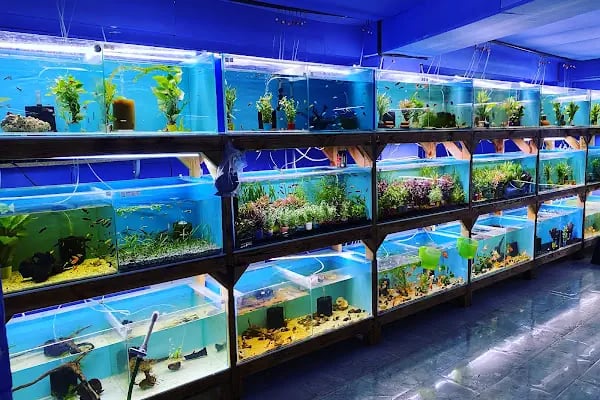 İSTANBUL CİHAN AKVARYUM PETSHOP - Resim 11
