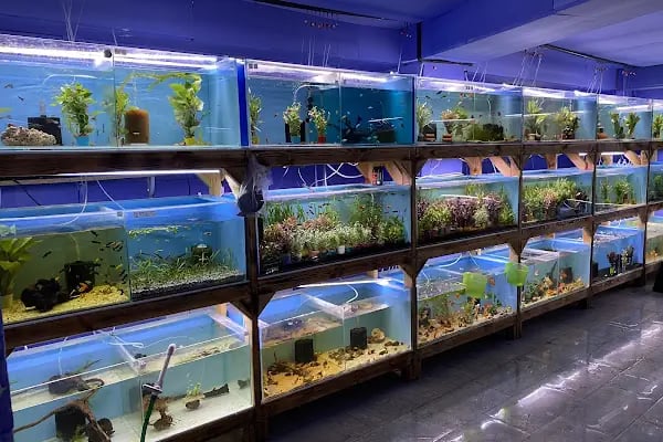 İSTANBUL CİHAN AKVARYUM PETSHOP - Resim 3