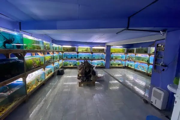İSTANBUL CİHAN AKVARYUM PETSHOP - Resim 17