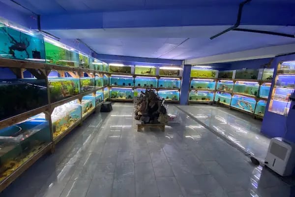 İSTANBUL CİHAN AKVARYUM PETSHOP - Resim 20