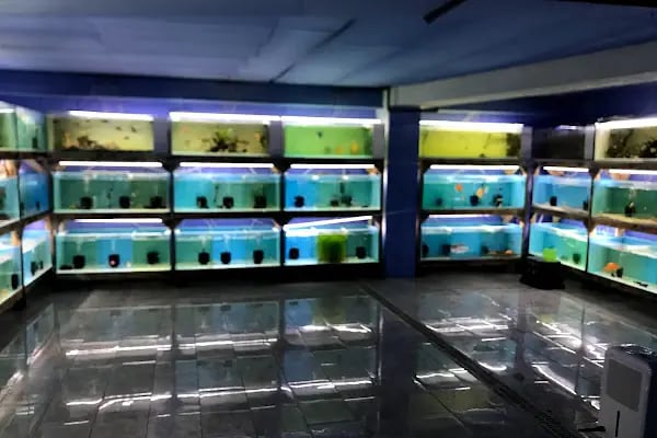 İSTANBUL CİHAN AKVARYUM PETSHOP - Resim 14