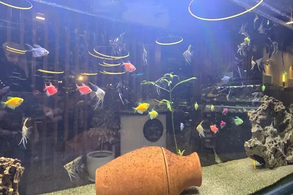 Adab-ı Balık Fish Restaurant - Resim 18