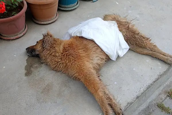 Gazi Veteriner Polikliniği - Resim 17