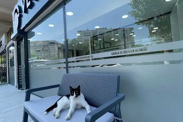 Çağla Veteriner Kliniği - Resim 5