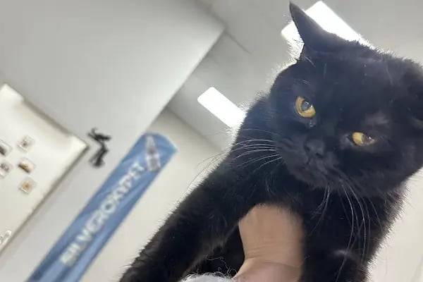 Genpet Veteriner Kliniği Selçuklu Konya - Resim 5