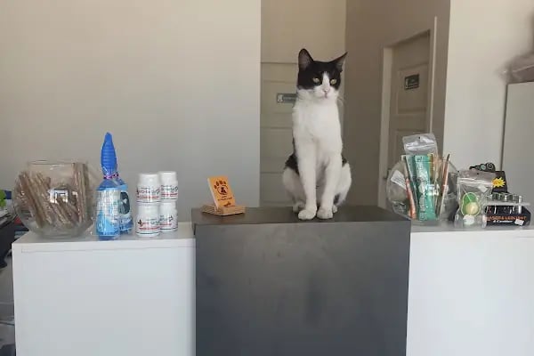 Genpet Veteriner Kliniği Selçuklu Konya - Resim 8