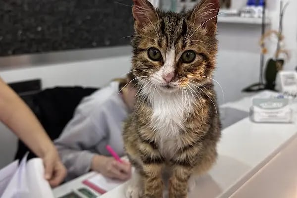 Vetsmile Veteriner Kliniği - Resim 7