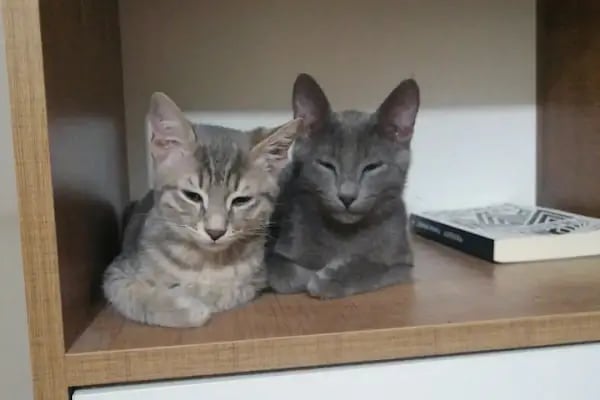 KARS, UĞUR PET VETERİNER KLİNİĞİ - Resim 9