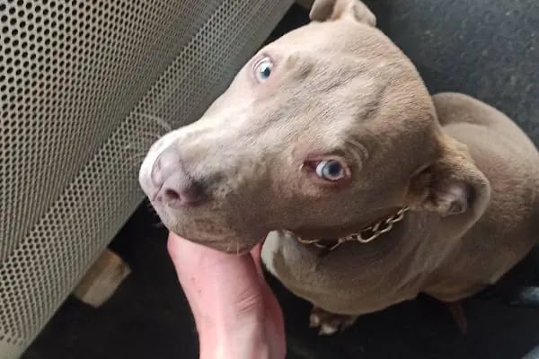 KARS, UĞUR PET VETERİNER KLİNİĞİ - Resim 3