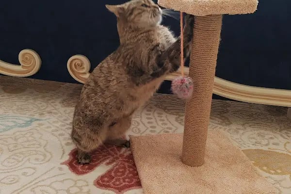 KARS, UĞUR PET VETERİNER KLİNİĞİ - Resim 8