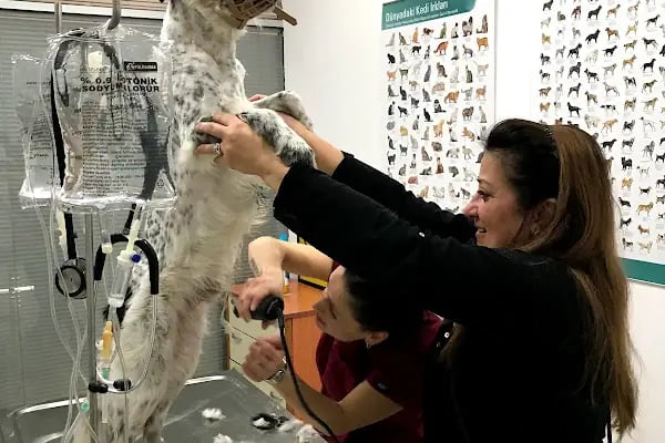 Doğa’m Veteriner Kliniği - Resim 12