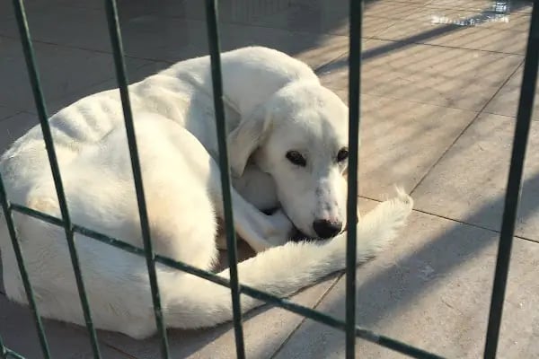 Doğa’m Veteriner Kliniği - Resim 6