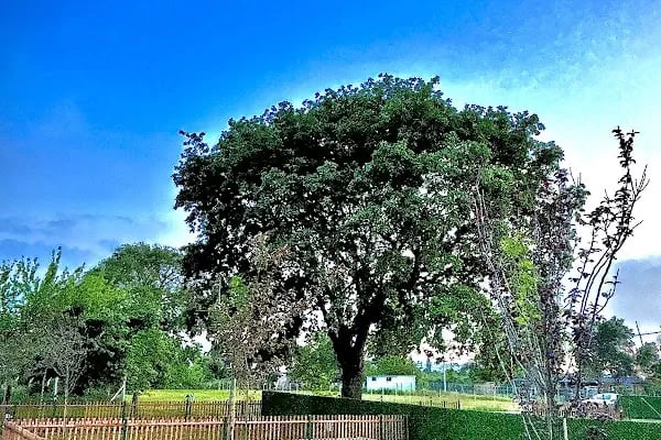Royal Karavan Park - Resim 3