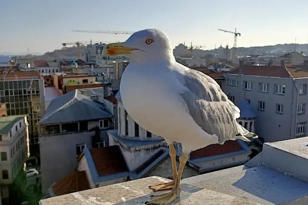 İstanbul Üniversitesi Dil Merkezi - Resim 14
