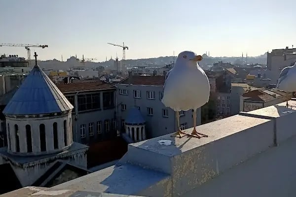 İstanbul Üniversitesi Dil Merkezi - Resim 4