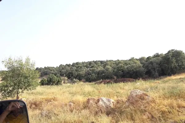 Akören Jandarma Hatıra Ormanı - Resim 2