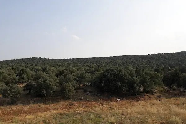 Akören Jandarma Hatıra Ormanı - Resim 1