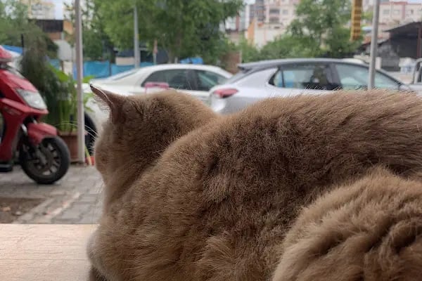 Pınar Petshop - Resim 4