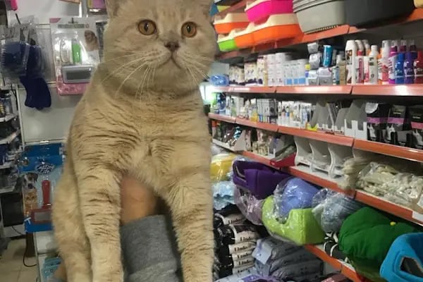 Pınar Petshop - Resim 19