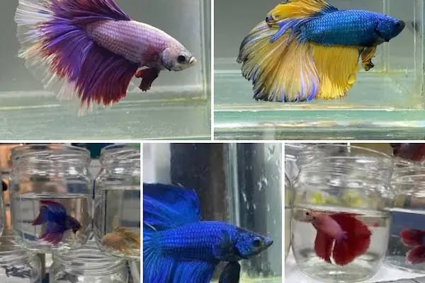 Pınar Petshop - Resim 16