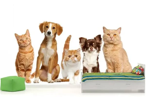 Pınar Petshop - Resim 12