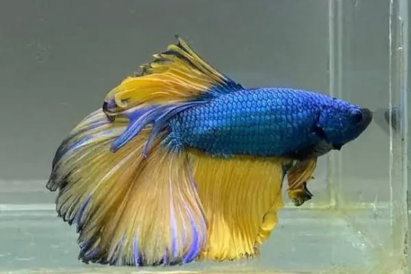 Pınar Petshop - Resim 11