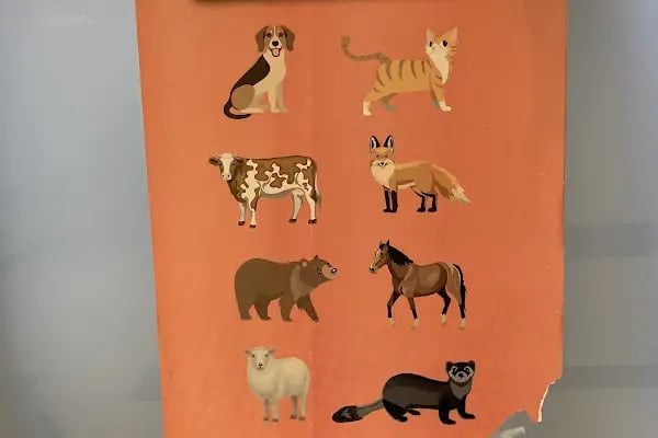Pınar Petshop - Resim 9