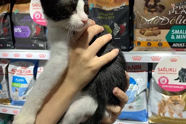 Pınar Petshop - Resim 18