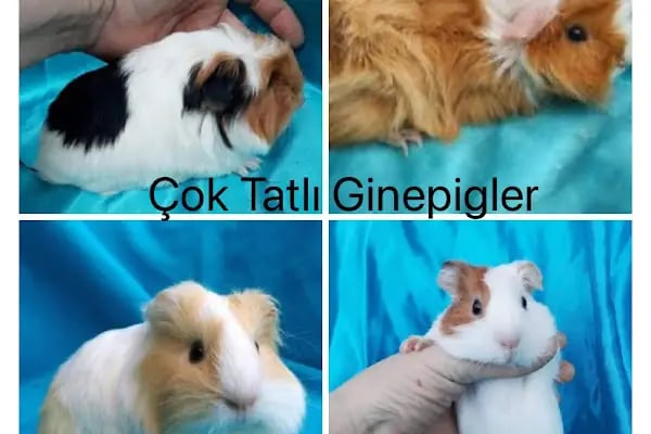 Pınar Petshop - Resim 6