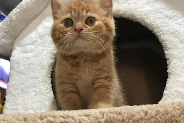 Pınar Petshop - Resim 14