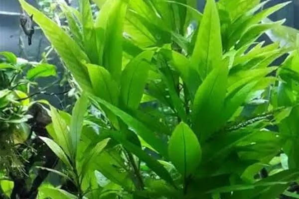 Pınar Petshop - Resim 8