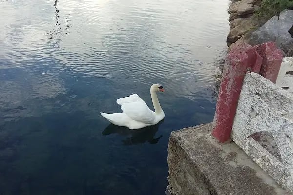 Kuğulu Tabiat Parkı - Resim 16