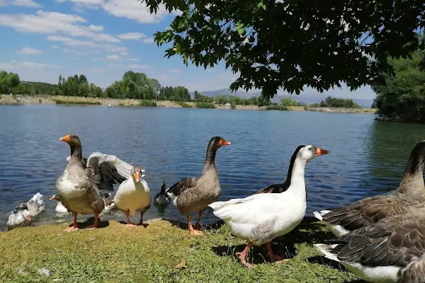 Kuğulu Tabiat Parkı - Resim 15