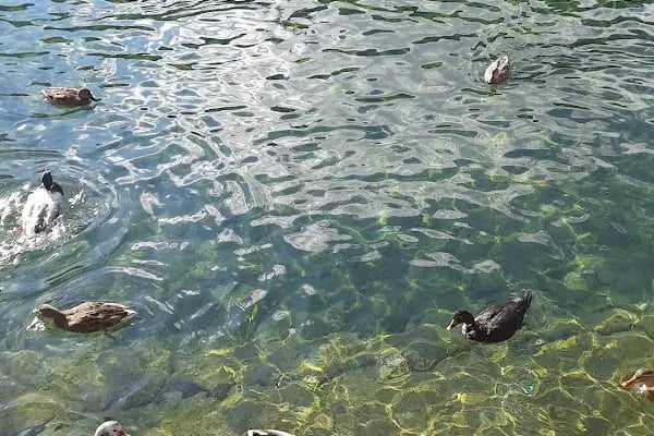 Kuğulu Tabiat Parkı - Resim 14